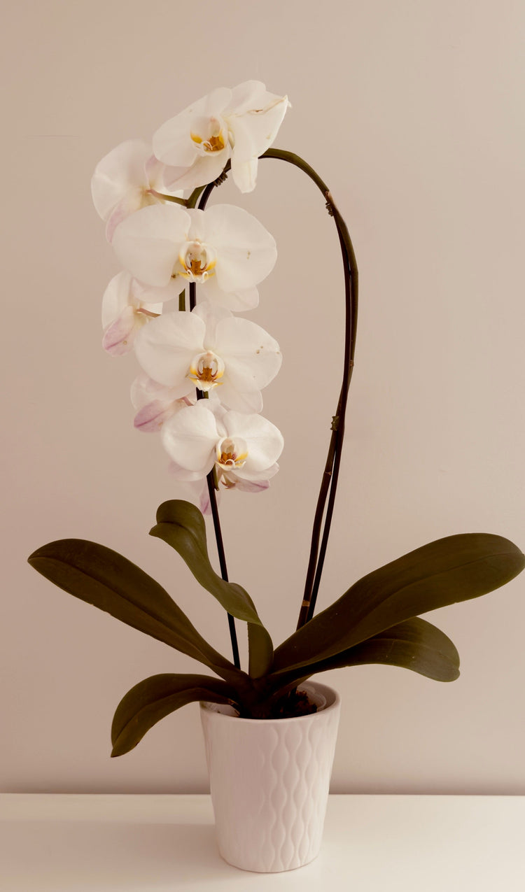 gifts that warm the home